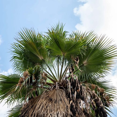 Giardino delle Palme